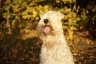 Irish Soft Coated Wheaten Terrier- terier pszeniczny- MIOTY - 3