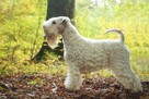 Irish Soft Coated Wheaten Terrier- terier pszeniczny- MIOTY - 6