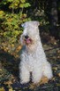 Irish Soft Coated Wheaten Terrier- terier pszeniczny- MIOTY - 5