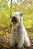 Irish Soft Coated Wheaten Terrier- terier pszeniczny- MIOTY - 8