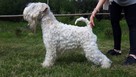 Irish Soft Coated Wheaten Terrier- terier pszeniczny- MIOTY - 2
