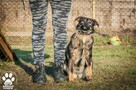 OTOZ Animals - Kora - młoda, wesoła i bardzo kochana suczka - 3