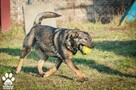 OTOZ Animals - Kora - młoda, wesoła i bardzo kochana suczka - 4