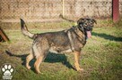 OTOZ Animals - Kora - młoda, wesoła i bardzo kochana suczka - 7