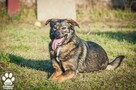 OTOZ Animals - Kora - młoda, wesoła i bardzo kochana suczka - 2