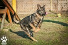 OTOZ Animals - Kora - młoda, wesoła i bardzo kochana suczka - 5