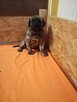 Dogo Canario , Dog Kanaryjski - 6