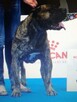 Dogo Canario , Dog Kanaryjski - 1