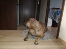 Dogo Canario , Dog Kanaryjski - 2