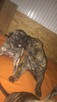 Dogo Canario , Dog Kanaryjski - 4