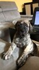 Dogo Canario , Dog Kanaryjski - 5