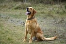 Craig - piękny rudzielec szuka swojego człowieka - 1
