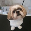 Psi fryzjer. Strzyżenie zwierząt. Salon pielęgnacji Groomer - 2