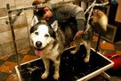 Psi fryzjer. Strzyżenie zwierząt. Salon pielęgnacji Groomer - 6