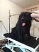 Psi fryzjer. Strzyżenie zwierząt. Salon pielęgnacji Groomer - 7