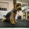 Psi fryzjer. Strzyżenie zwierząt. Salon pielęgnacji Groomer - 3