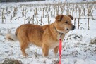 Lisek młody śliczny psiak czeka na kochający dom Son.Przyj. - 3