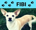 Fibi-5lat, 12kg, łagodna i wesoła psinka szuka domu - 6