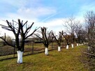 Alpinistyczna wycinka drzew, wycinanie, przycinanie gałęzi - 6
