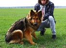 Pusia - w typie Długowłosy owczarek niemiecki - 3