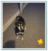 LUCKY – przyniesie szczęście w zamian za odrobinę serca - 3