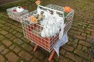 Białe gołębie na ślub (woj.dolnośląskie i opolskie) - 9