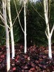 Drzewa Liściaste ozdobne klony lipy brzozy jarzębiny Palmety - 4
