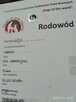 Oddam psa z rodowodem - 4