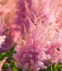 Tawulka/Astilbe Hyazinth - 2