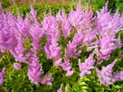Tawulka/Astilbe Hyazinth - 3