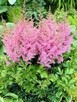 Tawulka/Astilbe Hyazinth - 1
