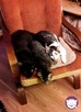 Dom tymczasowy dla kotów - poszukiwany - 12
