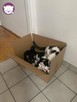 Dom tymczasowy dla kotów - poszukiwany - 11