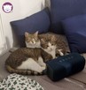 Dom tymczasowy dla kotów - poszukiwany - 9