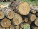 Drewno opałowe, drewno budowlane - 8