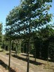 Drzewa Liściaste ozdobne klony lipy brzozy jarzębiny Palmety - 6