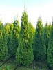 Tuja/Thuja szmaragd 120-140cm, Gwarancja Satysfakcji - 2