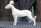 Dog argentyński - szczenięta po championach - 5