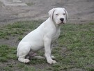 Dog argentyński - szczenięta po championach - 7