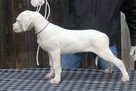 Dog argentyński - szczenięta po championach - 2