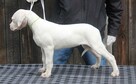 Dog argentyński - szczenięta po championach - 4