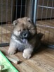 Chow Chow suczka z rodowodem ZKwP/FCI - 2