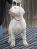 Dog argentyński - szczenięta po championach - 6