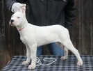 Dog argentyński - szczenięta po championach - 9