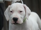 Dog argentyński - szczenięta po championach - 3