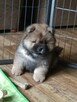 Chow Chow suczka z rodowodem ZKwP/FCI - 3