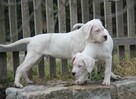 Dog argentyński - szczenięta po championach - 10