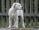 Dog argentyński - szczenięta po championach - 12