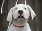 Dog argentyński - szczenięta po championach - 1