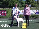 Dog argentyński - szczenięta po championach - 14